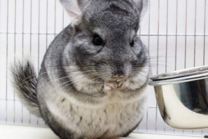 Як годувати shinshilla? Як годувати shinshilla?